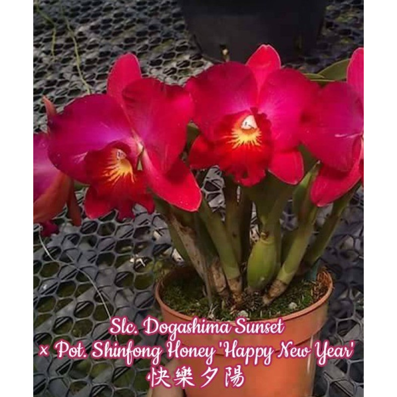 Орхiдея Slc. Dogashima Sunset × Pot. Shinfong Honey Happy New Year